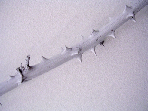 Cyma,(détail) - 2009