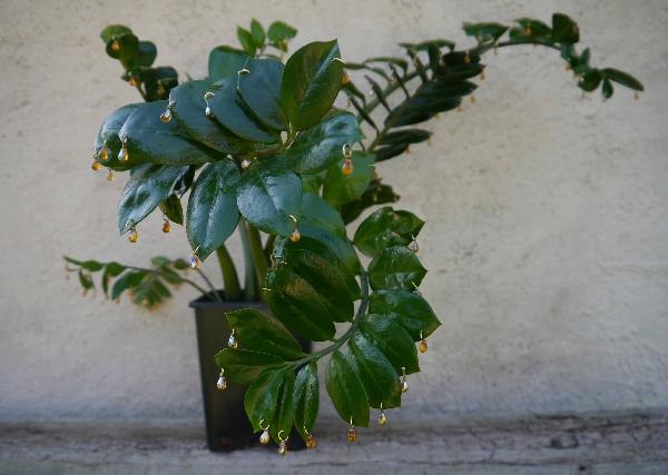 Karine Bonneval, Zamioculcas transformé, série "phylloplastie" - 2013