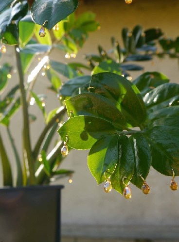 Karine Bonneval, Zamioculcas transformé, série "phylloplastie" - 2013