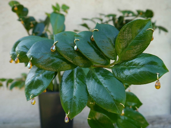 Karine Bonneval, Zamioculcas transformé, série "phylloplastie" - 2013