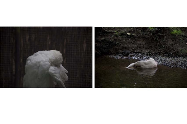 L'oiseau blanc - 2010