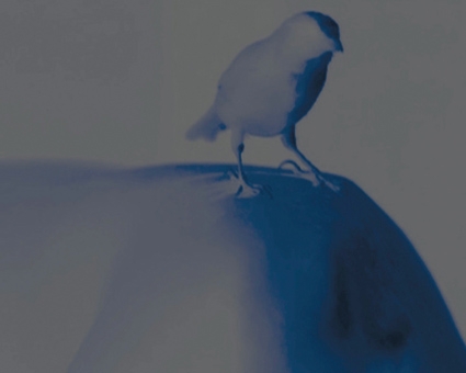 L'oiseau bleu - 2008